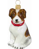 Jack Russell Terrier Brown and White with Red Collar