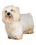 Coton de Tulear