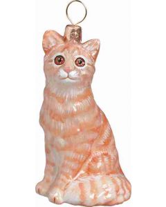 American Short Hair Tabby