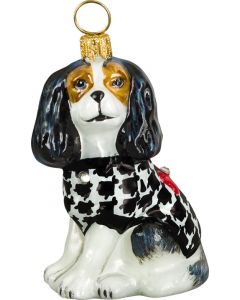 Cavalier King Tri Color with Hounds Tooth Coat