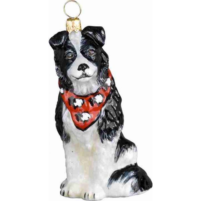 border collie with bandana